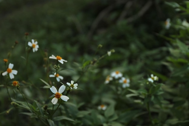 Dziki kwiat Bidens pilosa w pełnym rozkwicie