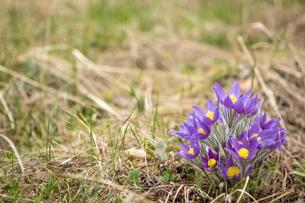 Dziki kwiat lasu pasque-flower