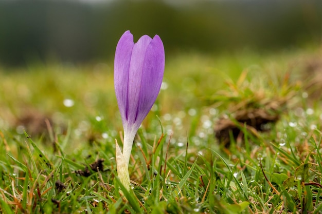 Dziki kwiat szafranu Colchicum Autumnale na polu jesienią