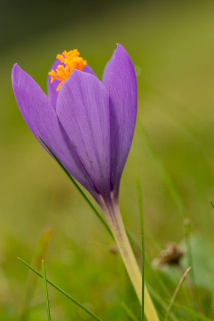 Zdjęcie dziki kwiat szafranu colchicum autumnale na polu jesienią