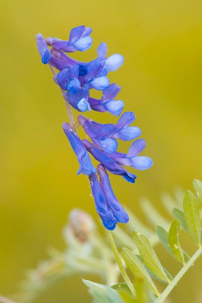 Dziki kwiat w Patagonii La Pampa Argentyna