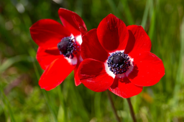 Zdjęcie dziki kwiat w przyrodzie wiosna sezon zawilec coronaria anemone