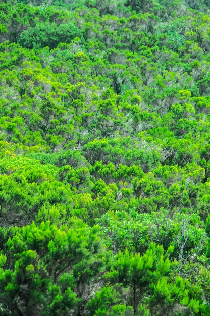 Dziki Las Sosny Liści Tekstury Tła Na Wyspach Kanaryjskich La Gomera