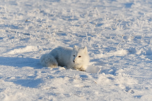 Dziki lis polarny leżący w tundrze w zimie Zabawny lis polarny bawi się