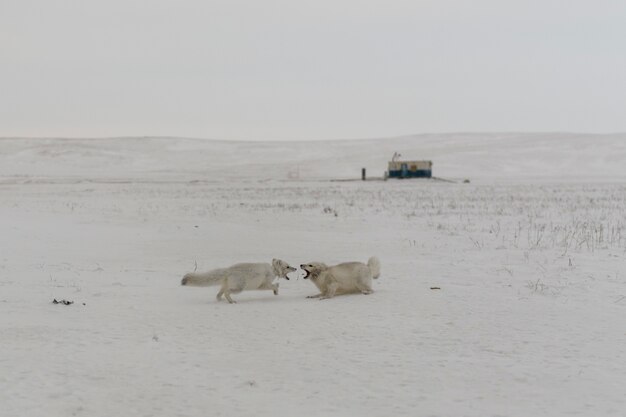 Dziki lis polarny (Vulpes Lagopus) w tundrze w okresie zimowym. Biały lis polarny agresywny.