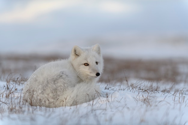 Zdjęcie dziki lis polarny (vulpes lagopus) w tundrze w okresie zimowym. biały lis polarny leżący.