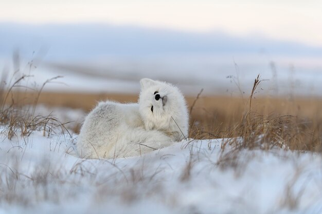 Dziki lis polarny (Vulpes Lagopus) w tundrze w okresie zimowym. Biały lis polarny leżący.