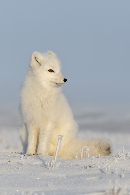 Dziki lis polarny (Vulpes Lagopus) w tundrze w okresie zimowym. Biały lis polarny siedzi.