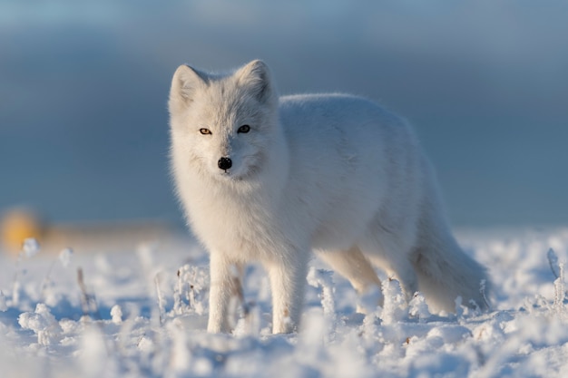 Dziki lis polarny (Vulpes Lagopus) w tundrze w okresie zimowym. Biały lis polarny z bliska.