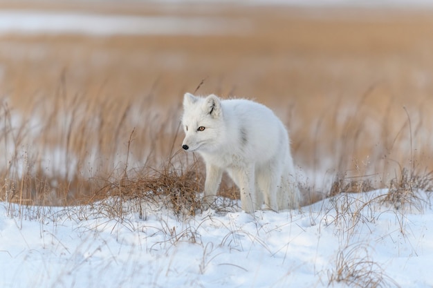 Dziki lis polarny (Vulpes Lagopus) w tundrze w okresie zimowym. Biały lis polarny.