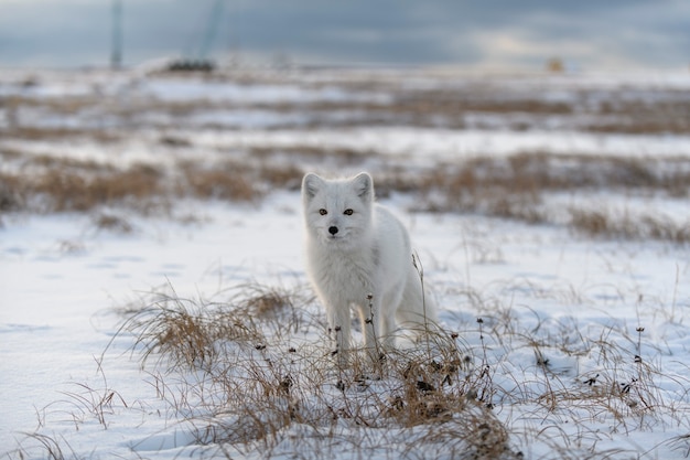 Dziki lis polarny (Vulpes Lagopus) w tundrze w okresie zimowym. Biały lis polarny.