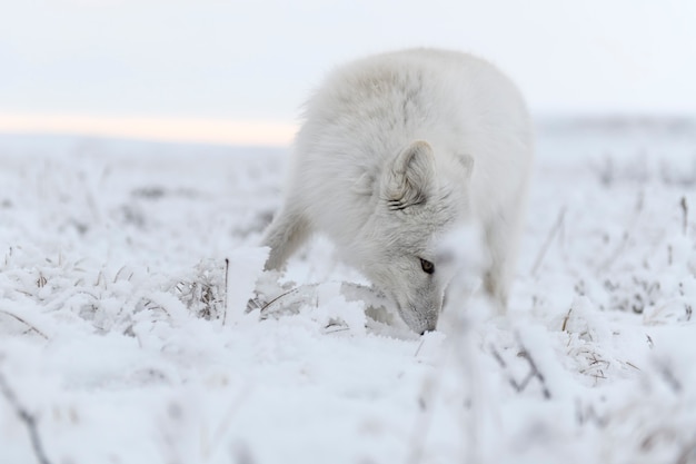 Dziki lis polarny (Vulpes Lagopus) w tundrze w okresie zimowym. Biały lis polarny.