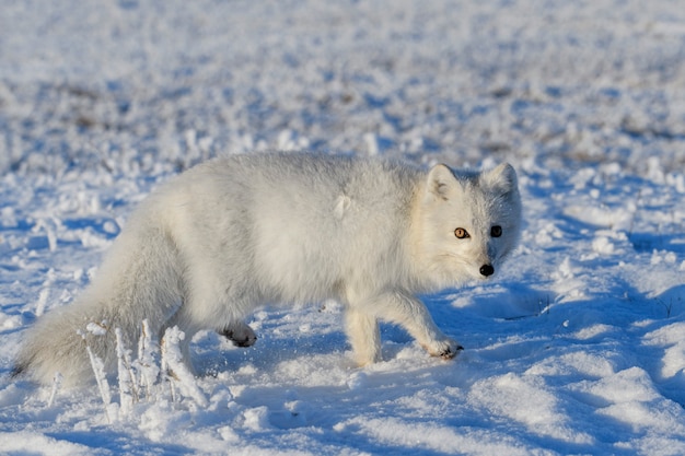 Dziki Lis Polarny (vulpes Lagopus) W Tundrze W Okresie Zimowym. Biały Lis Polarny.
