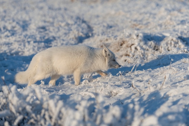 Zdjęcie dziki lis polarny (vulpes lagopus) w tundrze w okresie zimowym. biały lis polarny.