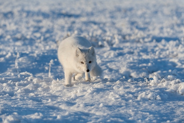 Zdjęcie dziki lis polarny (vulpes lagopus) w tundrze w okresie zimowym. biały lis polarny.