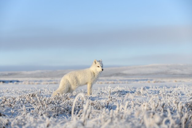 Dziki lis polarny (Vulpes Lagopus) w tundrze w okresie zimowym. Biały lis polarny.