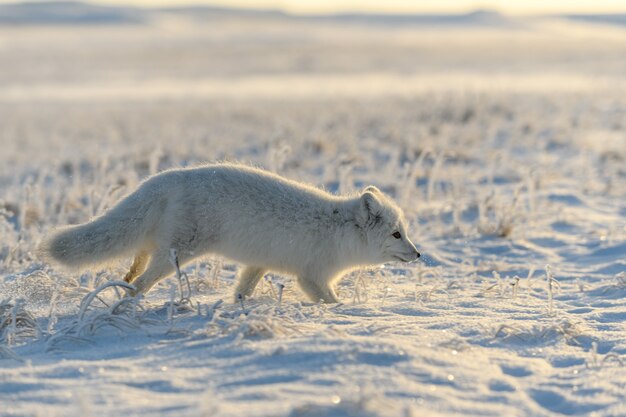 Dziki lis polarny (Vulpes Lagopus) w tundrze w okresie zimowym. Bieganie białego lisa polarnego.