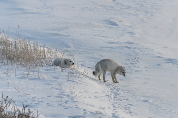 Dziki lis polarny (Vulpes Lagopus) w tundrze w okresie zimowym.