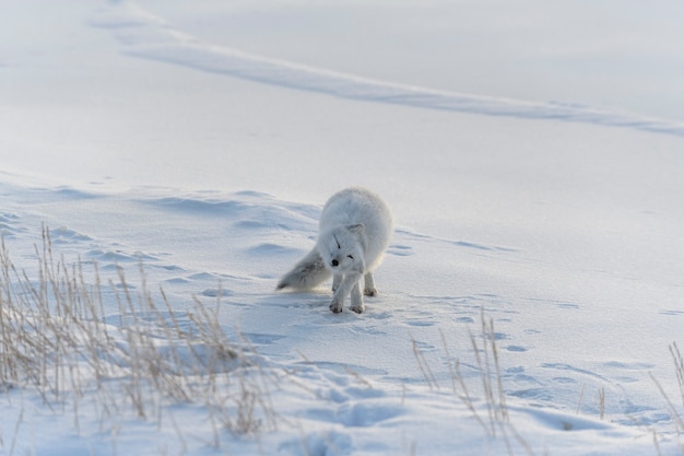 Dziki lis polarny (Vulpes Lagopus) w tundrze w okresie zimowym.