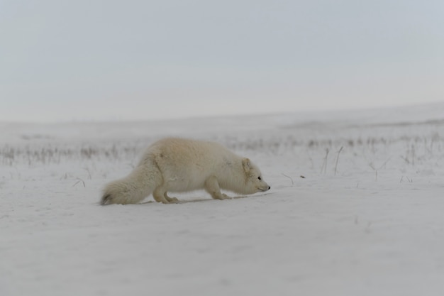 Dziki lis polarny (Vulpes Lagopus) w tundrze w okresie zimowym.
