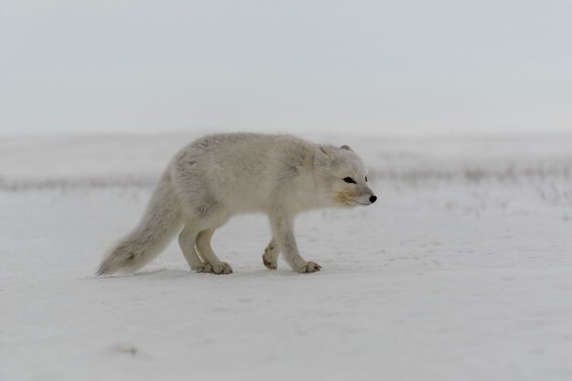 Dziki lis polarny (Vulpes Lagopus) w tundrze w okresie zimowym.