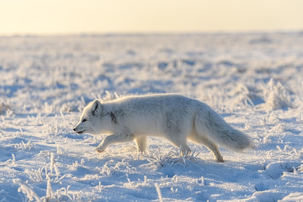 Dziki lis polarny Vulpes Lagopus w tundrze zimą Biały lis polarny