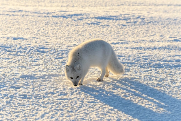 Dziki lis polarny Vulpes Lagopus w tundrze zimą Biały lis polarny