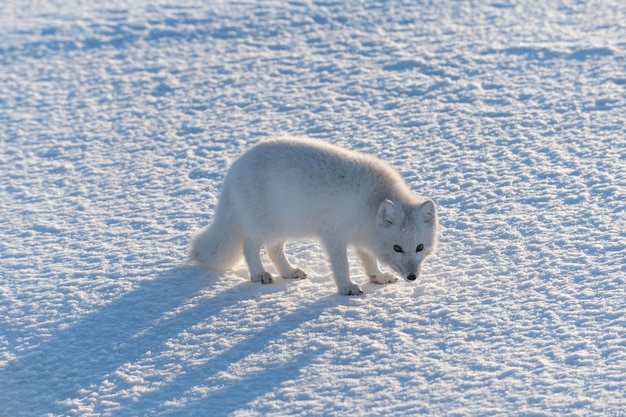 Dziki Lis Polarny Vulpes Lagopus W Tundrze Zimą Biały Lis Polarny