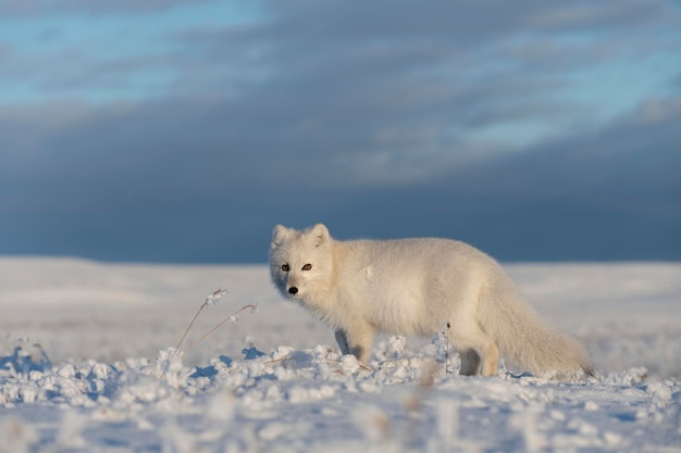 Dziki lis polarny Vulpes Lagopus w tundrze zimą Biały lis polarny