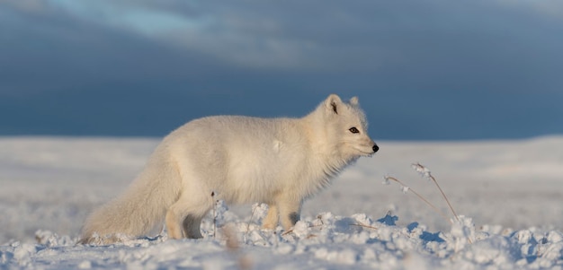 Dziki lis polarny Vulpes Lagopus w tundrze zimą Biały lis polarny