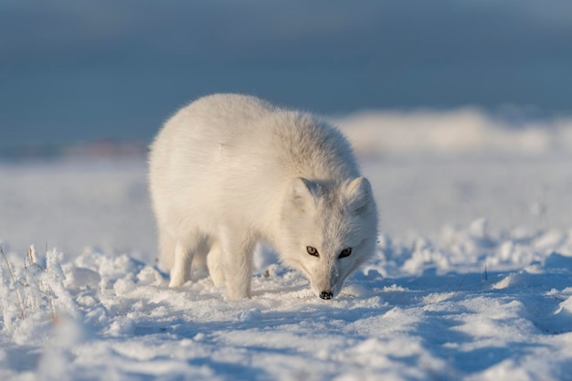 Dziki lis polarny Vulpes Lagopus w tundrze zimą Biały lis polarny