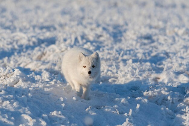 Dziki lis polarny Vulpes Lagopus w tundrze zimą Biały lis polarny