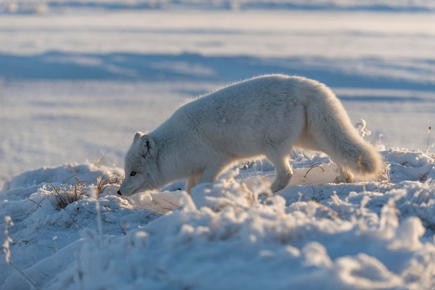 Dziki lis polarny Vulpes Lagopus w tundrze zimą Biały lis polarny