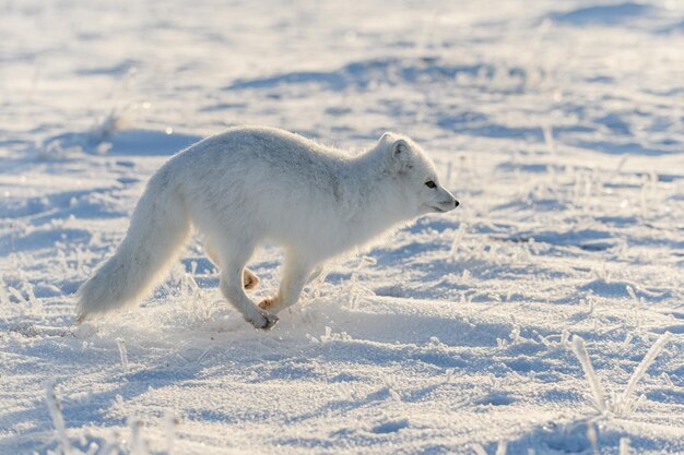 Dziki lis polarny Vulpes Lagopus w tundrze zimą Biegnący lis polarny