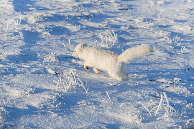 Dziki lis polarny Vulpes Lagopus w tundrze zimą Biegnący lis polarny