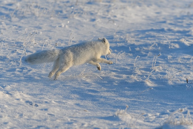 Dziki Lis Polarny Vulpes Lagopus W Tundrze Zimą Biegnący Lis Polarny