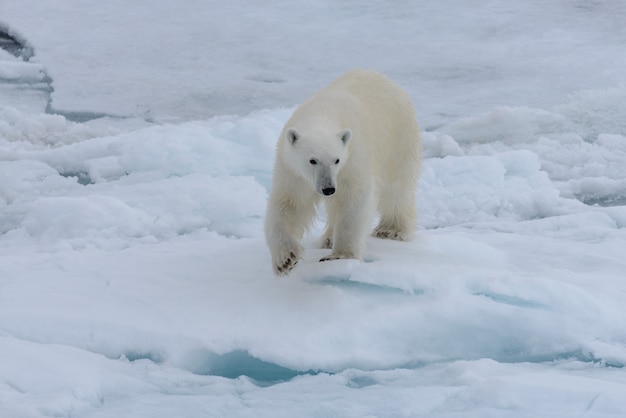 Dziki Niedźwiedź Polarny Na Lodzie Pack Na Morzu Arktycznym