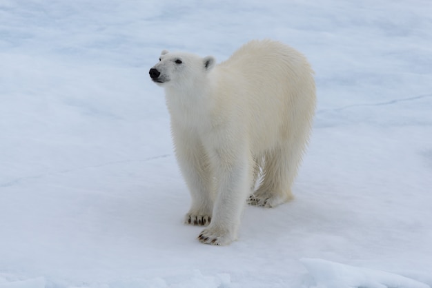 Dziki niedźwiedź polarny na lodzie pack na morzu arktycznym