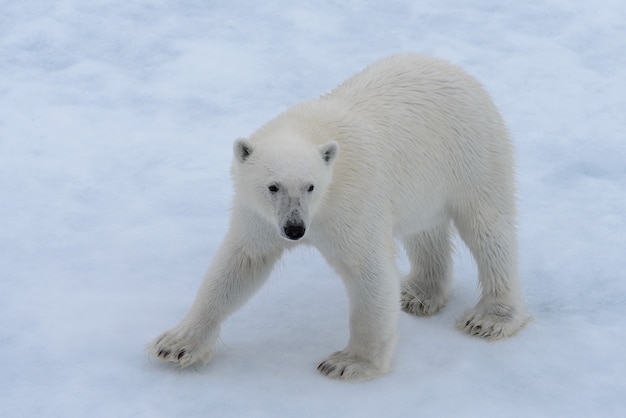 Dziki niedźwiedź polarny na lodzie pack na morzu arktycznym