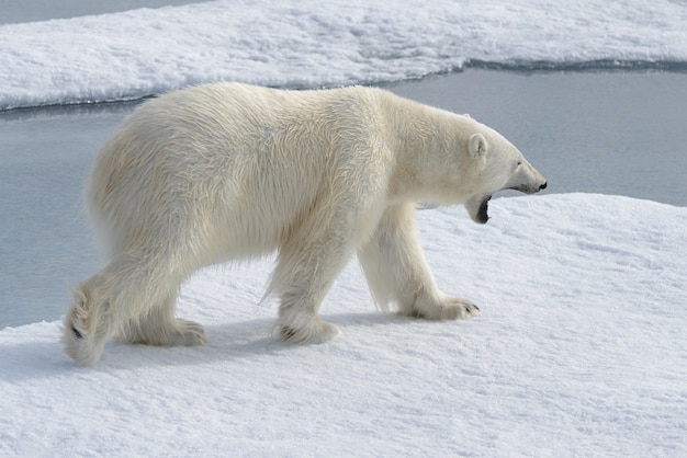 Dziki niedźwiedź polarny na lodzie pack w Arktyce