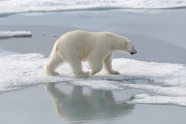 Dziki niedźwiedź polarny na lodzie pack w Arktyce