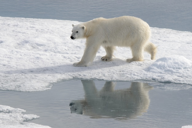 Dziki niedźwiedź polarny na lodzie pack w Arktyce