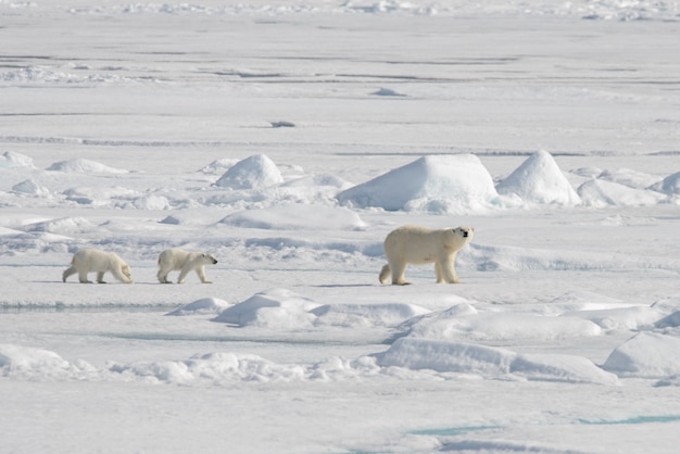 Zdjęcie dziki niedźwiedź polarny ursus maritimus mama i młode na paczce