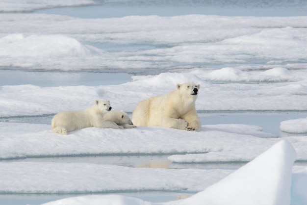 Dziki niedźwiedź polarny (Ursus maritimus) matka i młode na lodzie stada