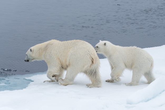 Dziki niedźwiedź polarny (Ursus maritimus) matka i młode na lodzie stada