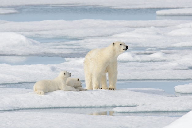 Dziki niedźwiedź polarny (Ursus maritimus) matka i młode na lodzie stada