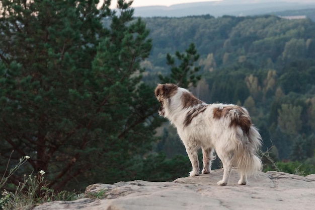 Dziki pies stoi o świcie na zboczu góry i patrzy w dal