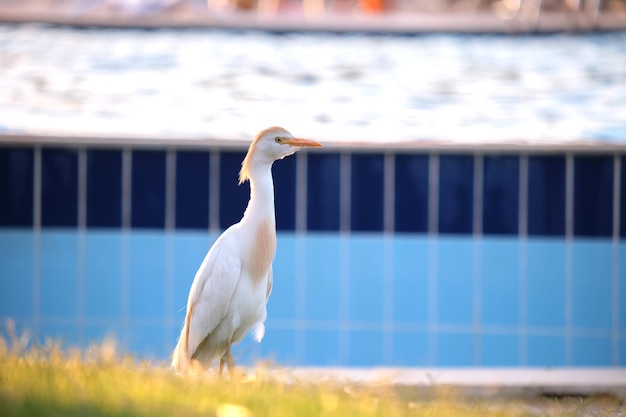 Dziki ptak czapla biała, znany również jako Bubulcus ibis, chodzący latem po zielonym trawniku