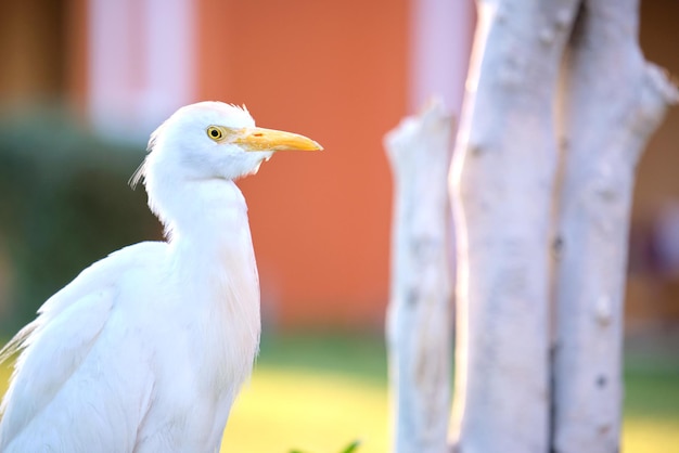 Dziki ptak czapla biała, znany również jako Bubulcus ibis, chodzący latem po zielonym trawniku.