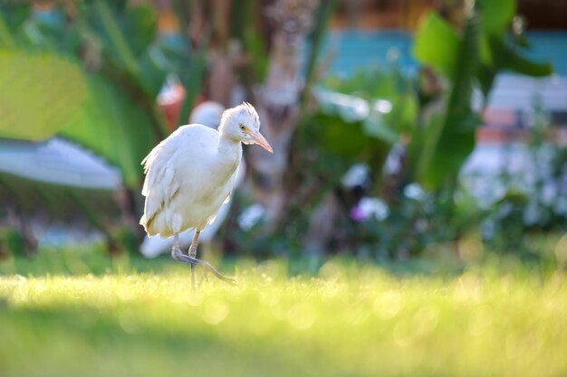 Dziki ptak czapla biała, znany również jako Bubulcus ibis, chodzący latem po zielonym trawniku